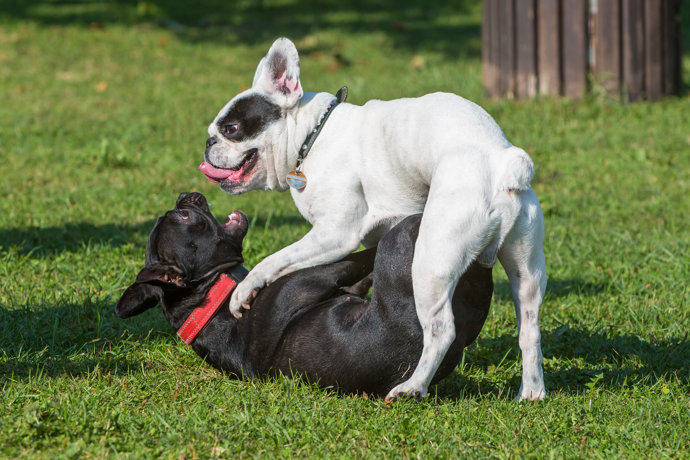 Zwei französische Bulldoggen spielen auf einer Wiese
