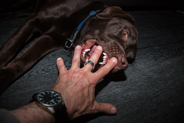 Brauner Labrador beisst beim Spielen in eine Hand